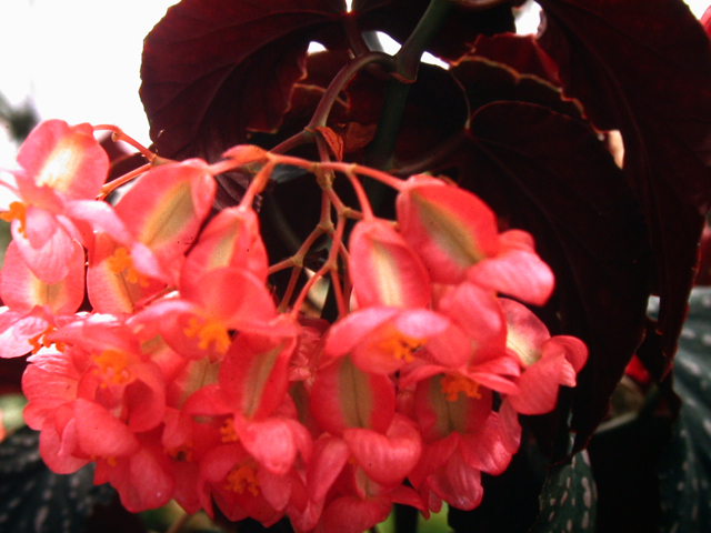 B. ‘Dragon Fire’